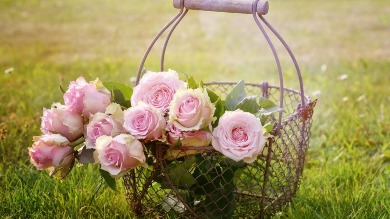 40 Nice Get Well Soon Messages and Images
