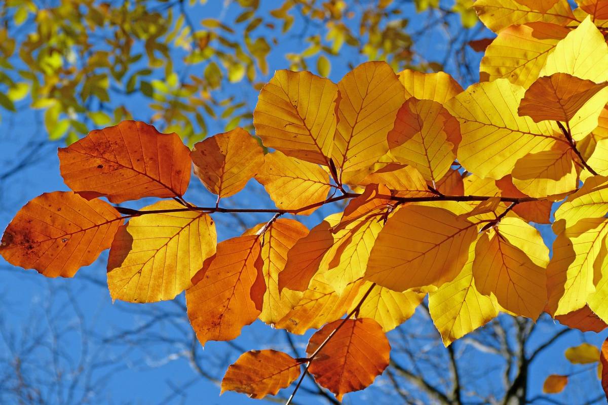 Autumn leaves and blue sky
