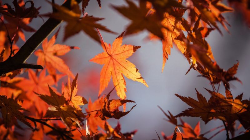 50 Quotes and Images to Welcome October