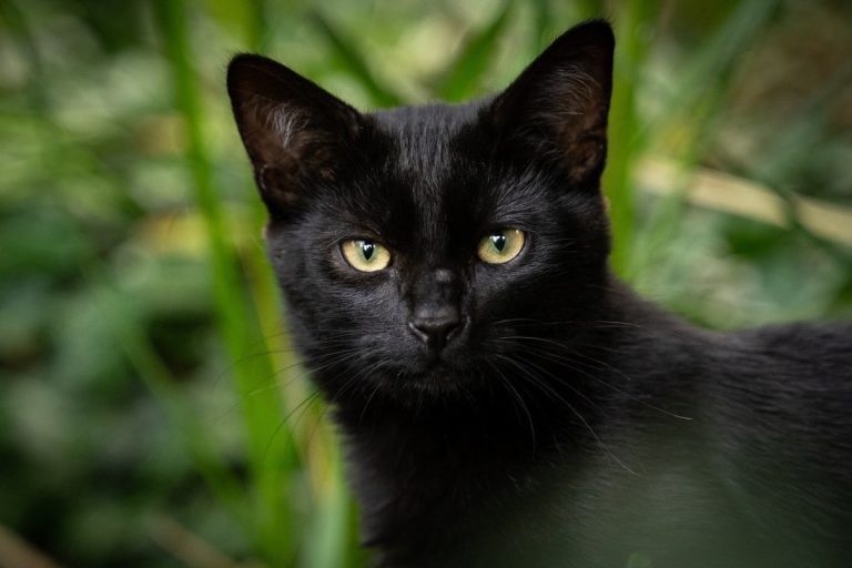 Black cat