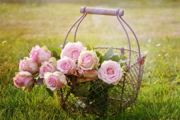 Basket of pink roses