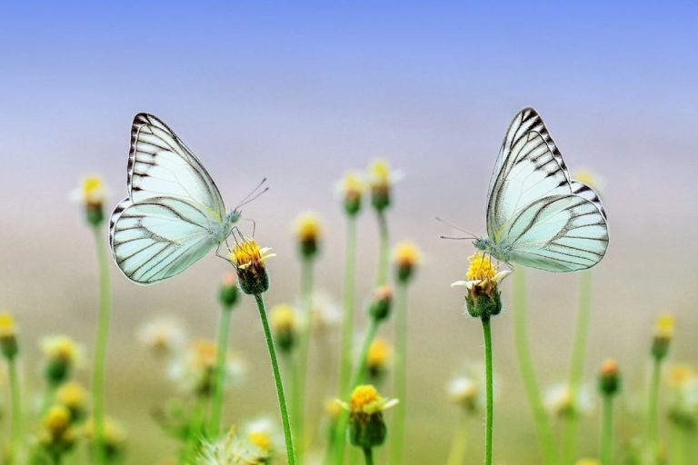 Butterflies and flowers