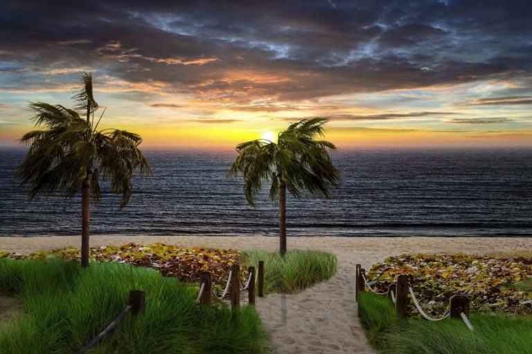 Sunset and palm trees at the beach
