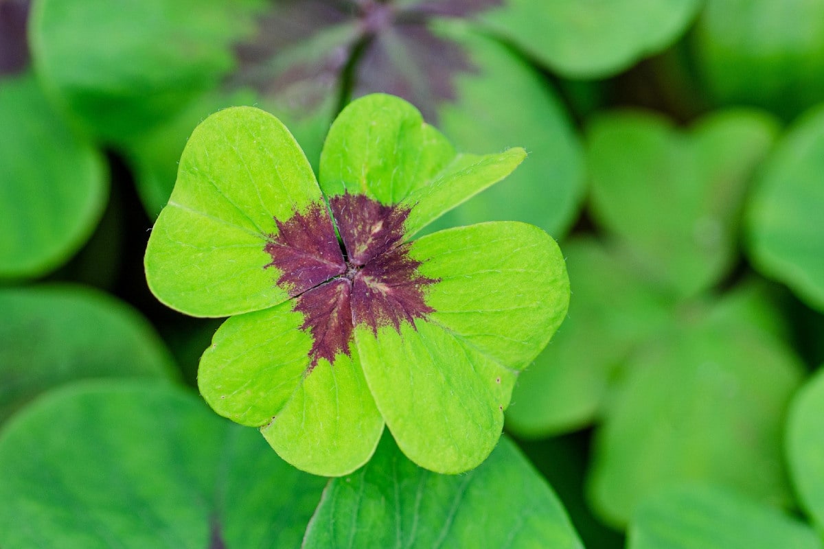 50 Good Luck Messages and Wishes