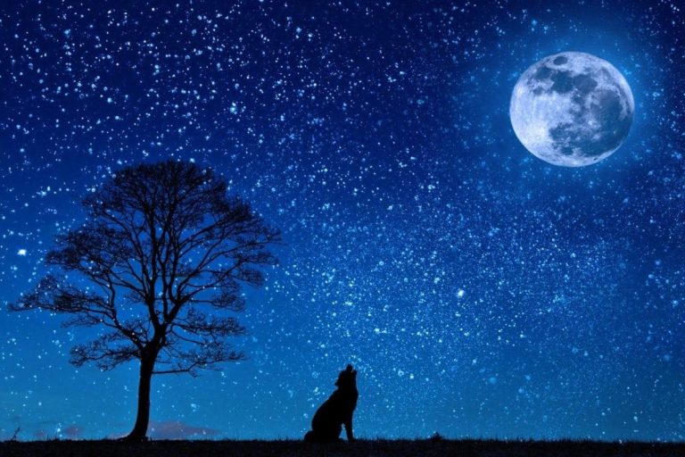 Wolf howling at the moon