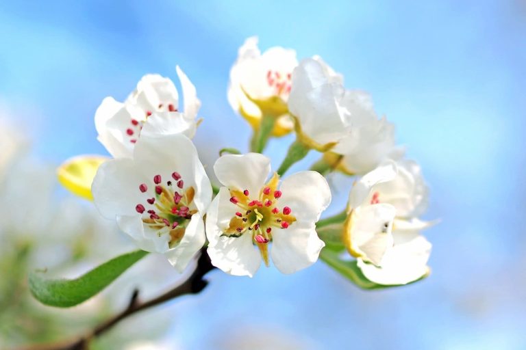 March Blossom