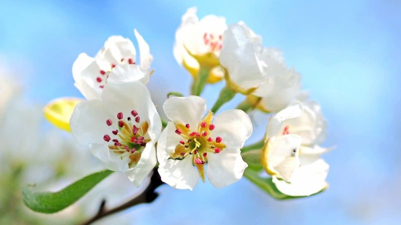 March Blossom