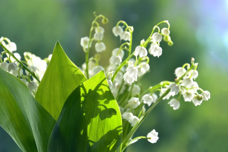 Lilly of the Valley