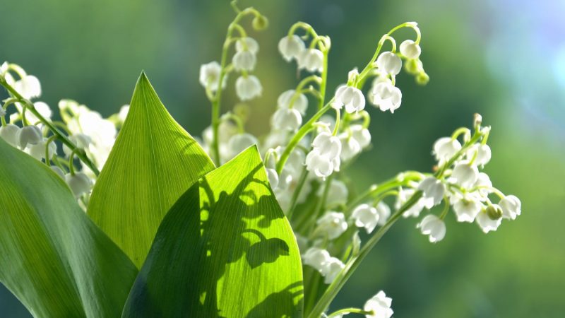 35 Welcome May Messages and Greetings