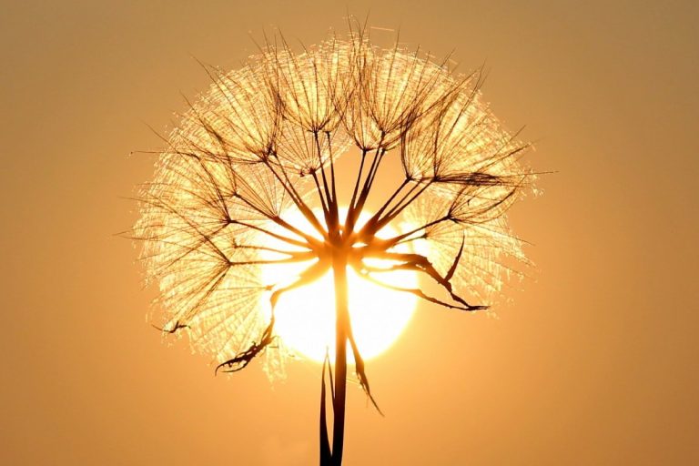 Dandelion with setting sun