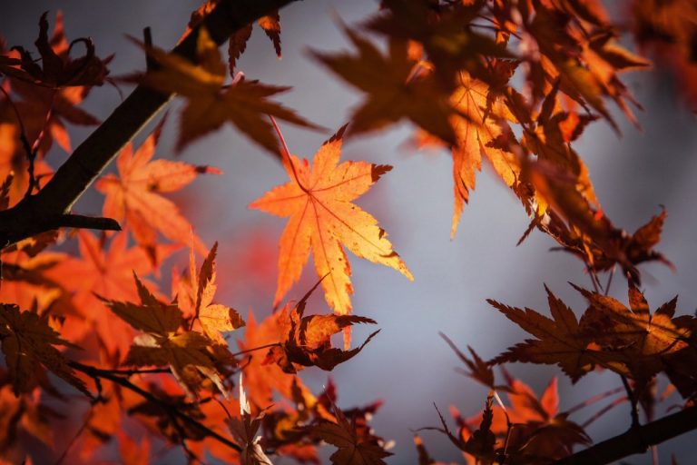 Autumn leaves