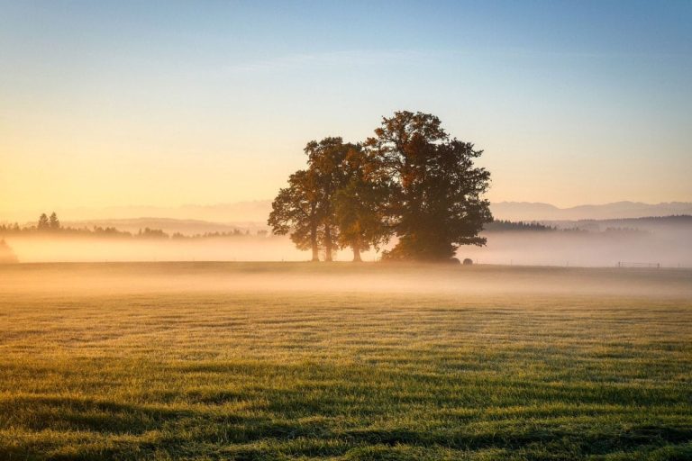 Trees and fields on a misty fall morning