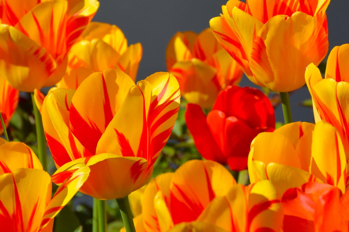 50 Welcome Spring Quotes and Captions