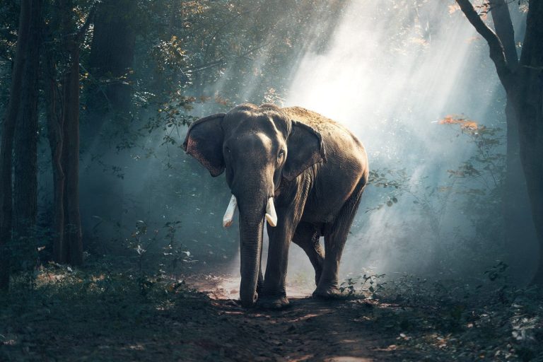 Majestic Elephant