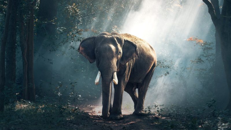Majestic Elephant